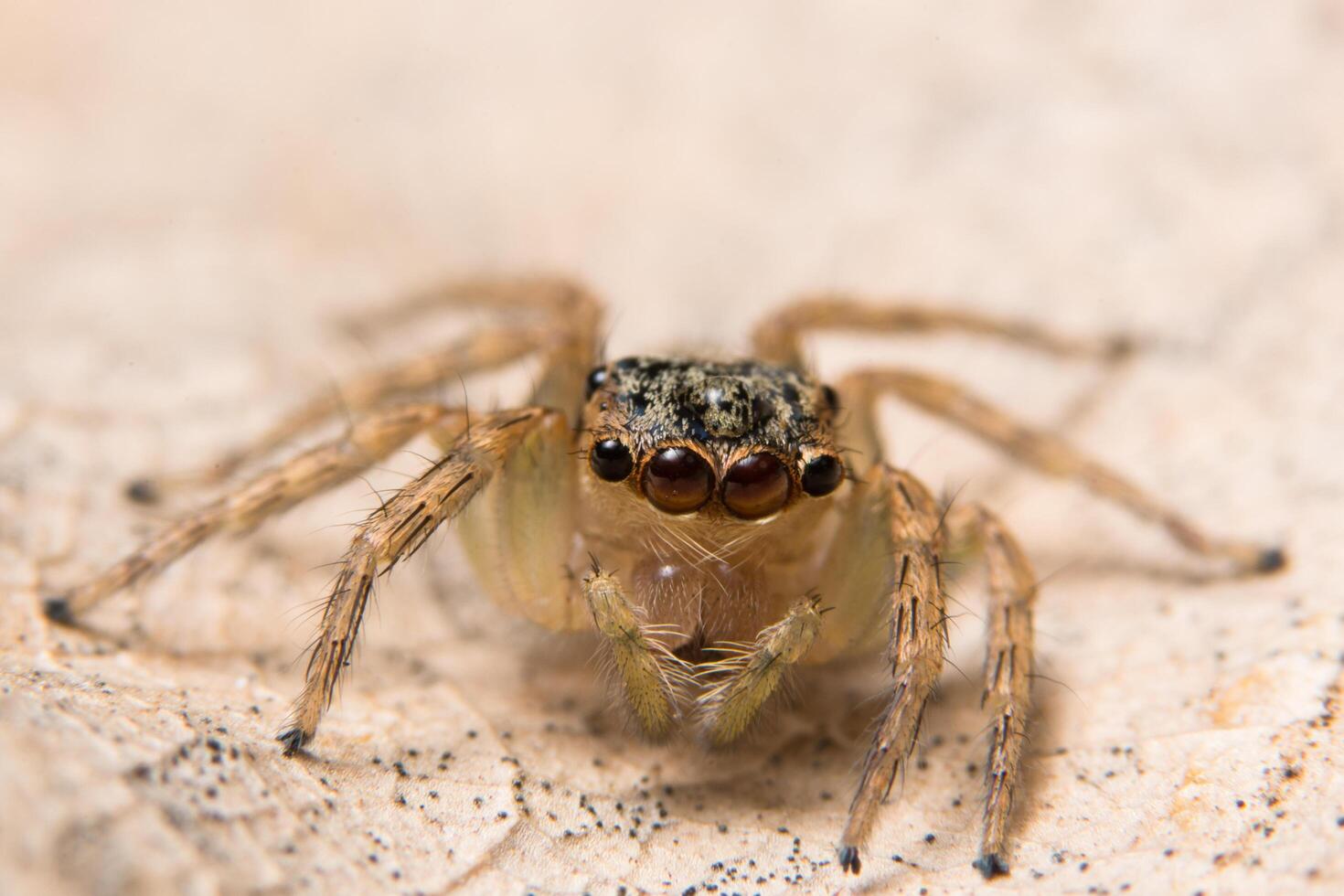 araña en una hoja seca foto