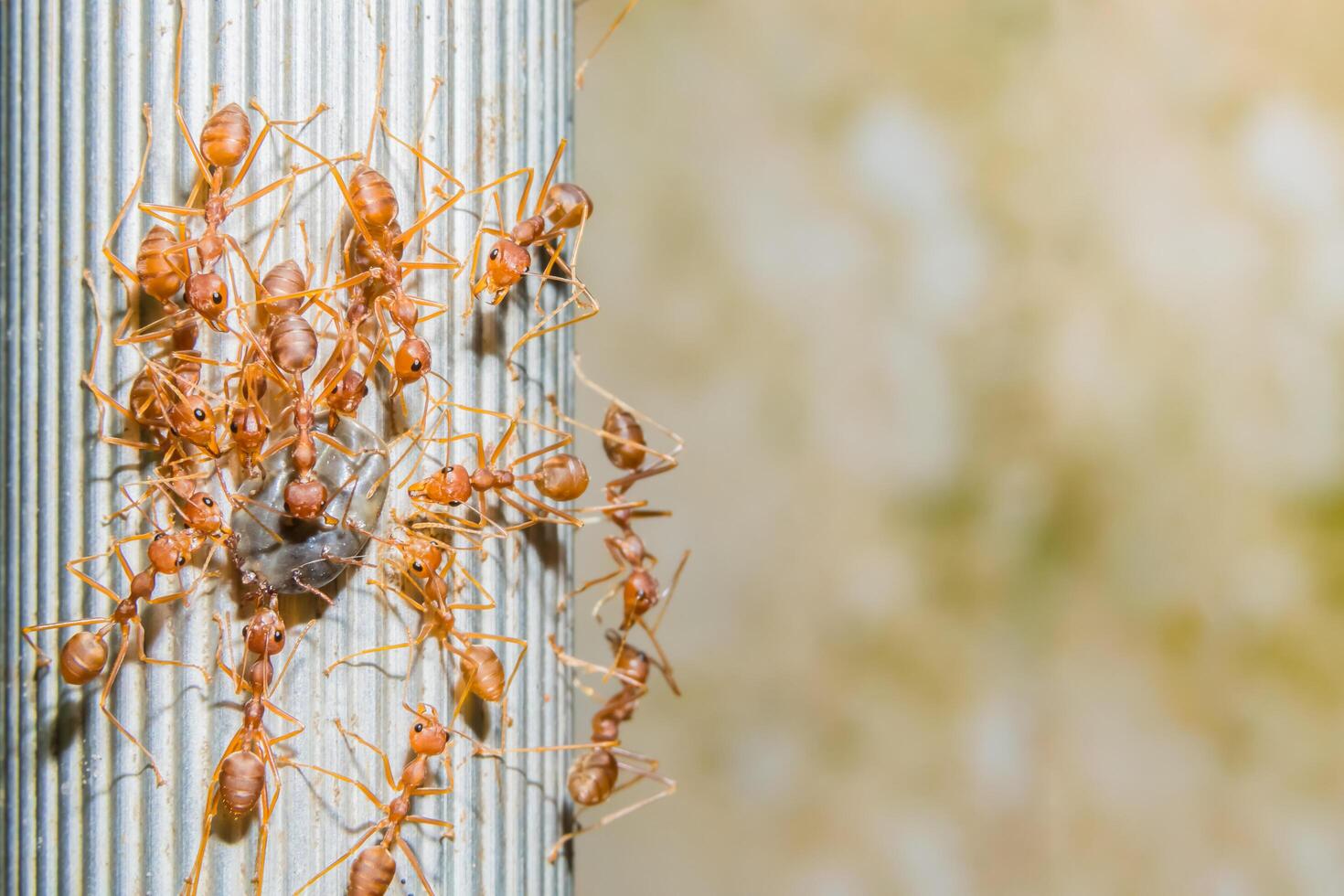 Group of red ants photo