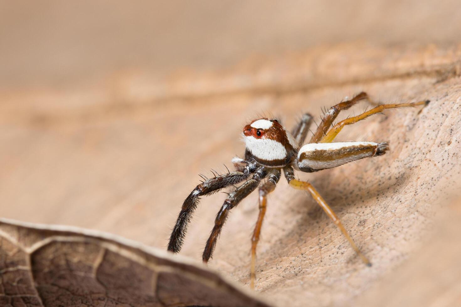 araña en una hoja seca foto