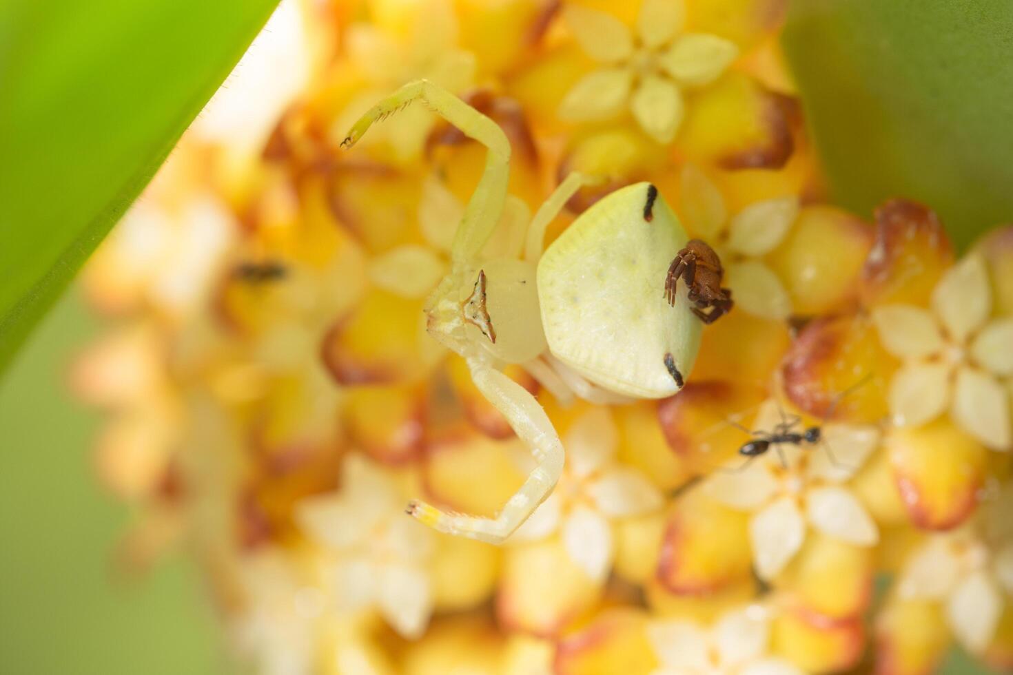 Spider on a flower photo