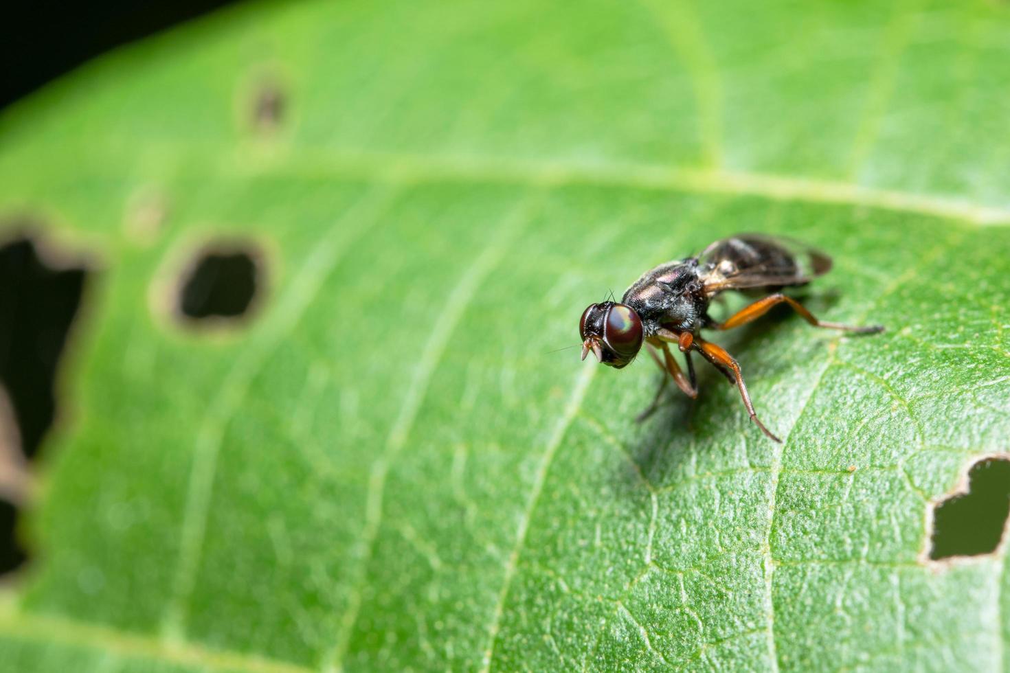 insecto en una hoja foto