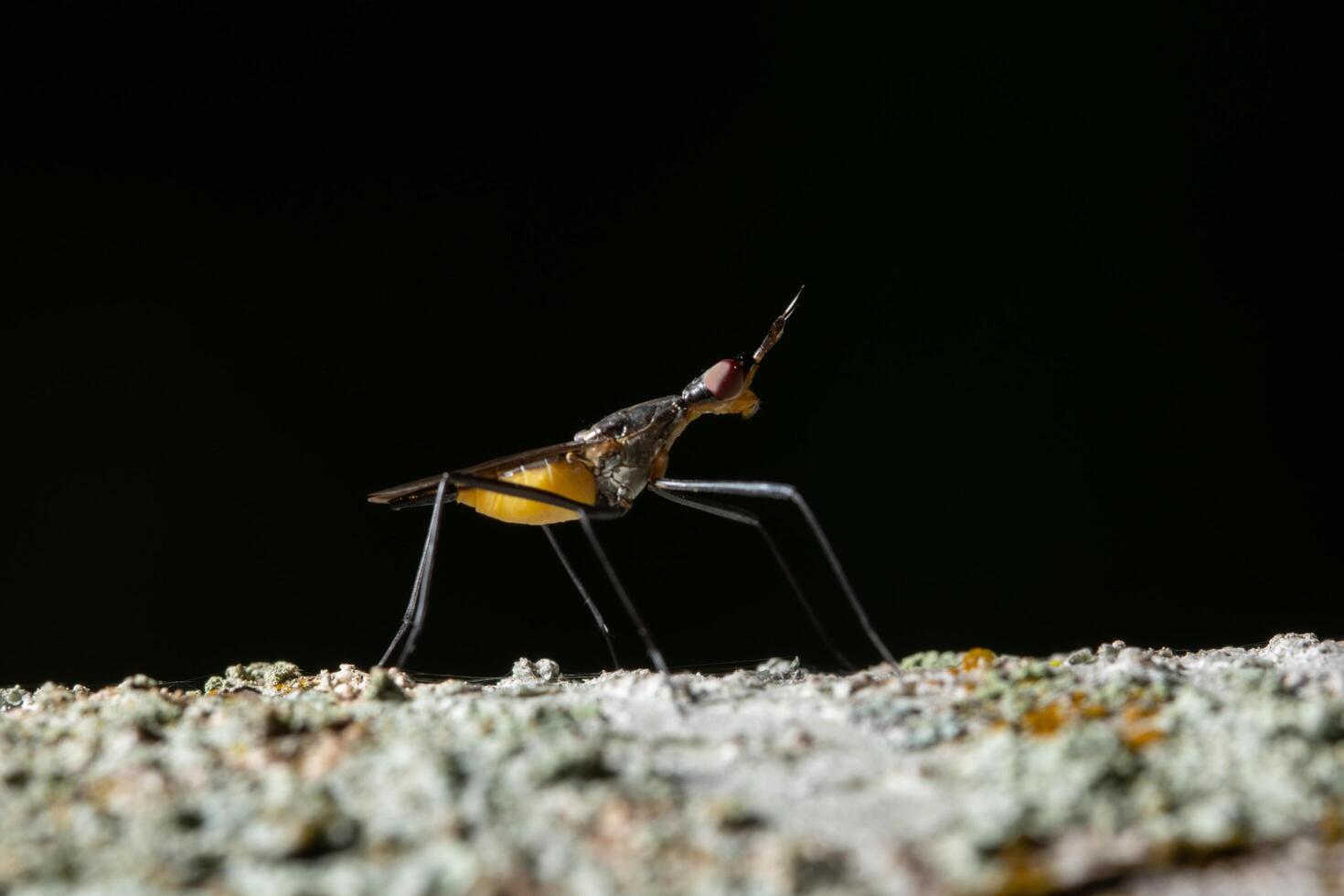 Insect on a branch photo