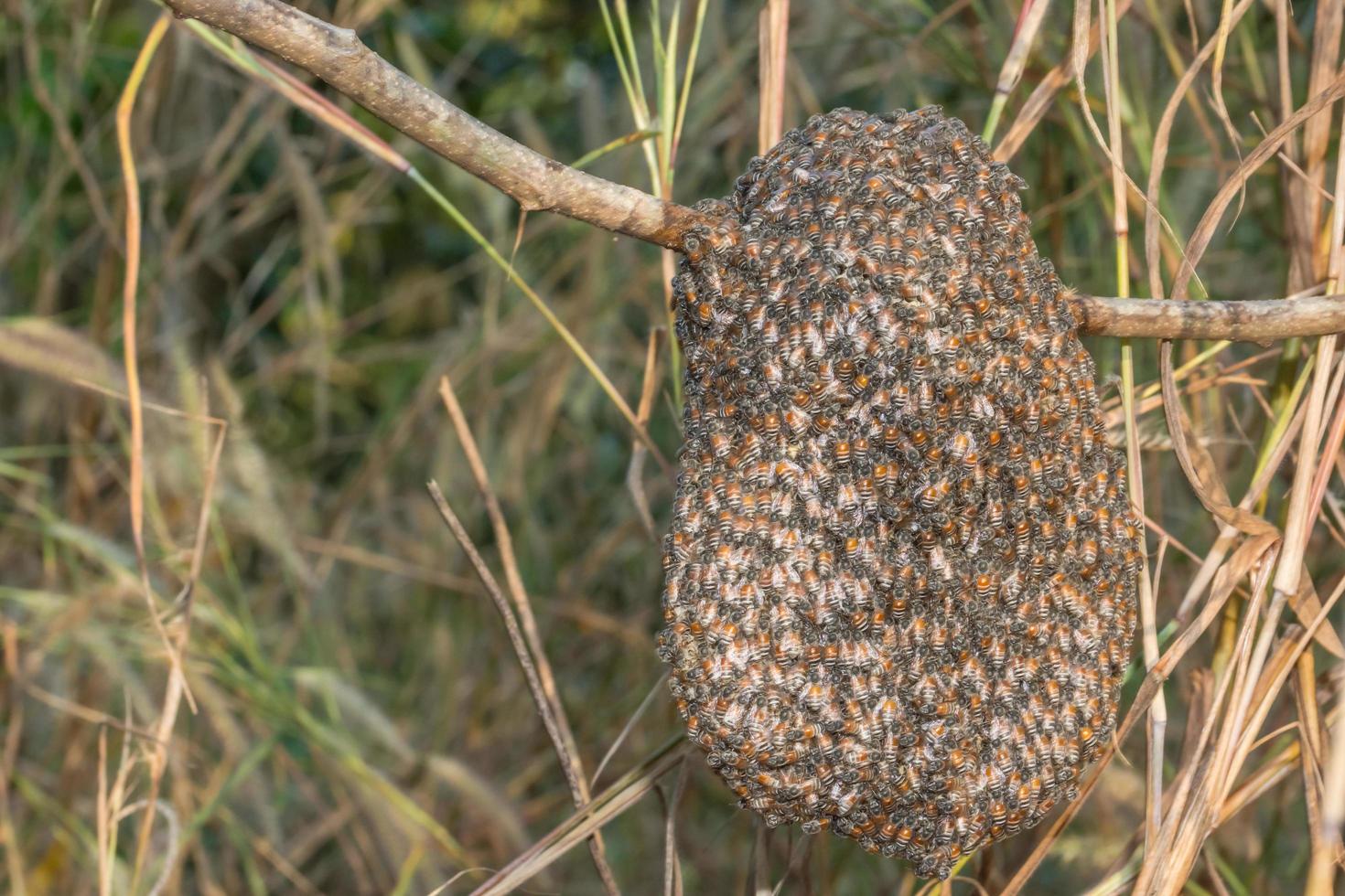 Honeycomb on a branch photo