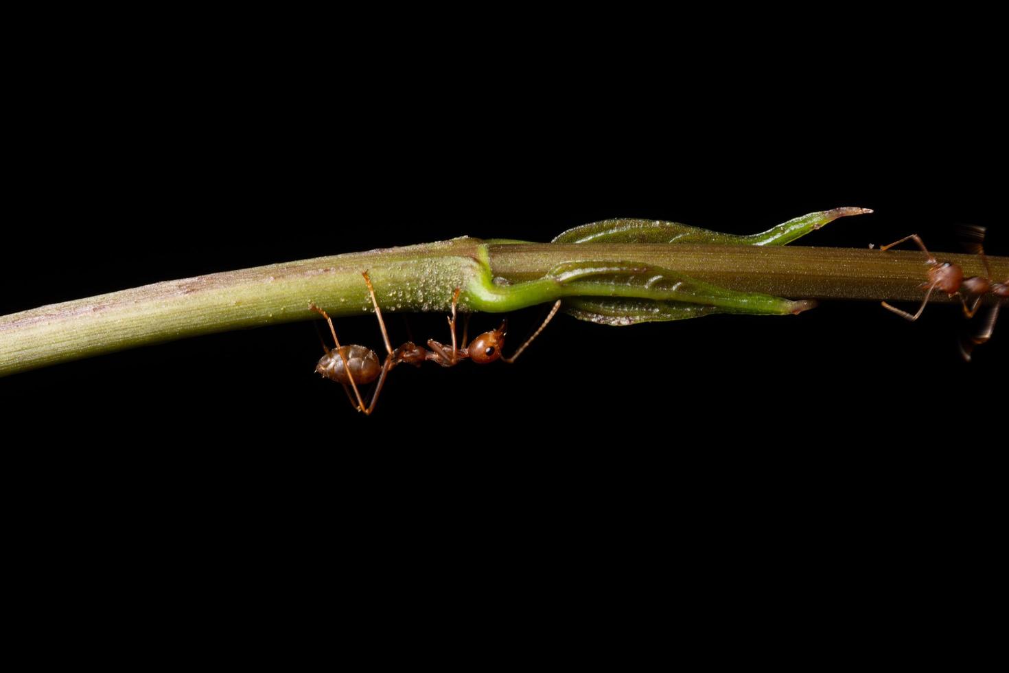 hormigas en una rama foto