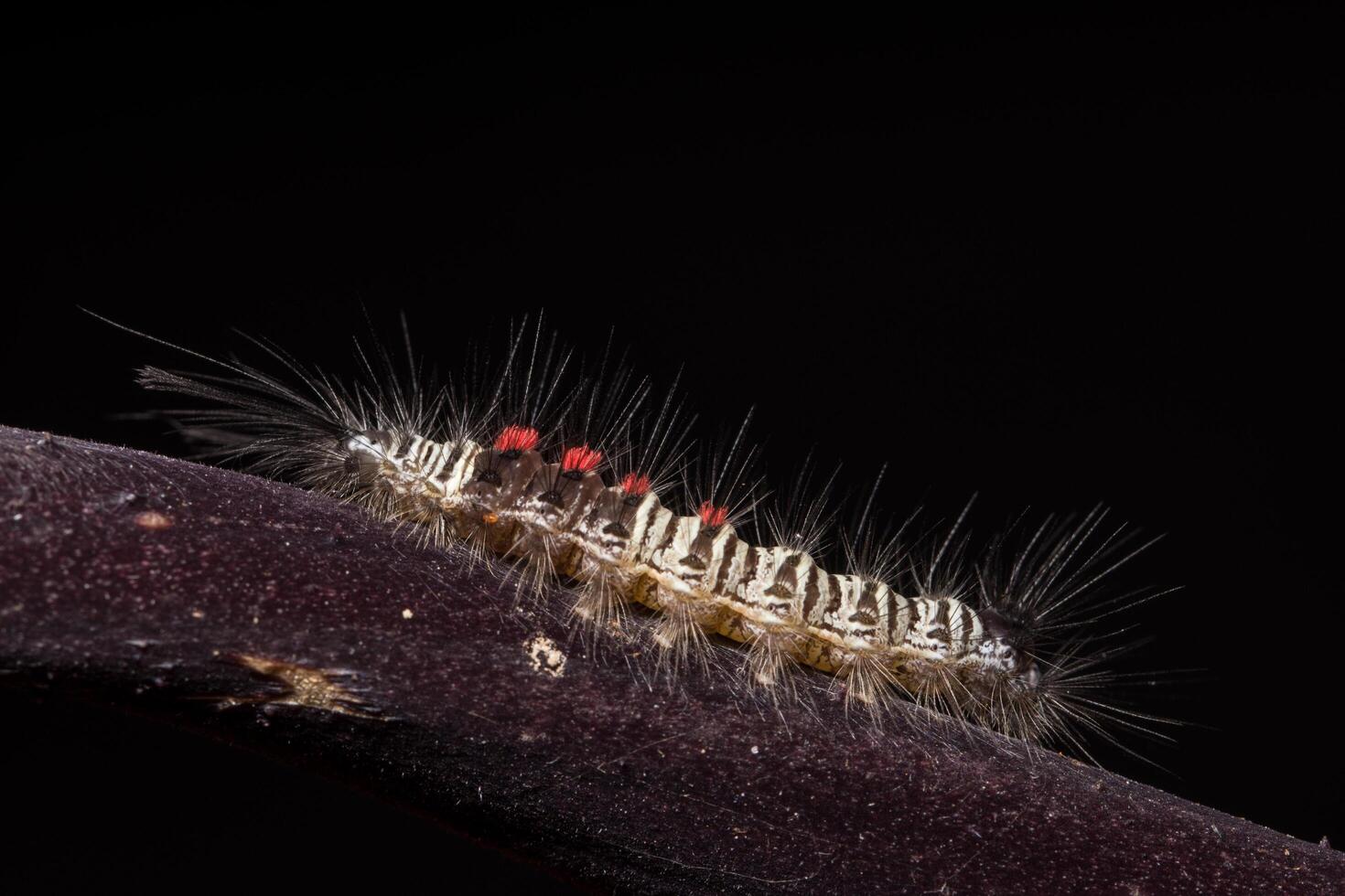 Worm on a plant photo