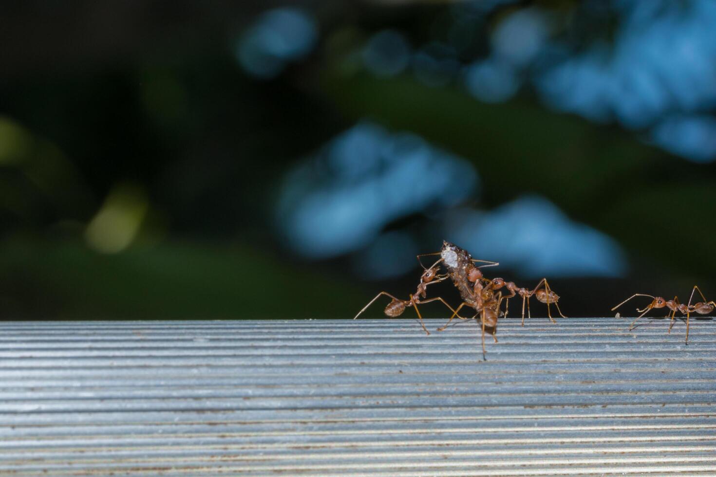 Red ants, close-up photo