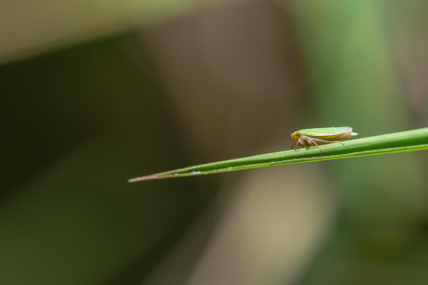 saltahojas en una planta foto