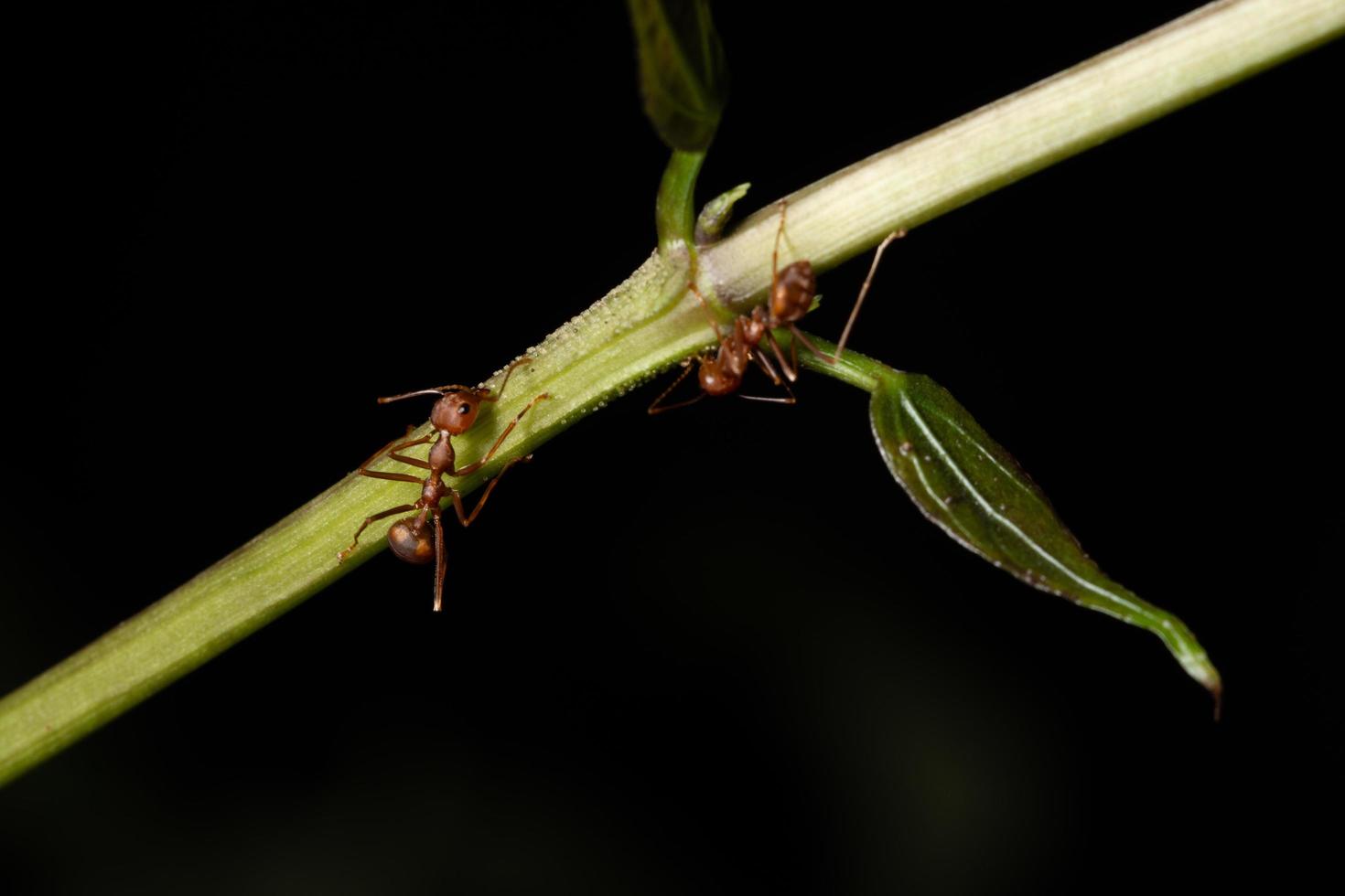 Ants on a branch photo