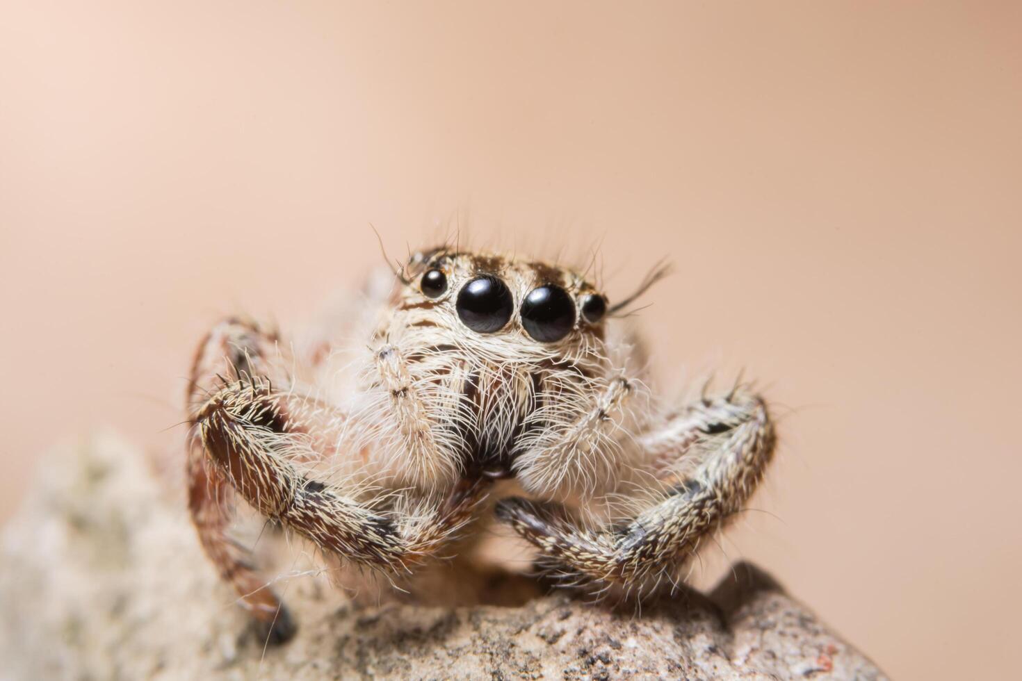 Spider on a tree photo