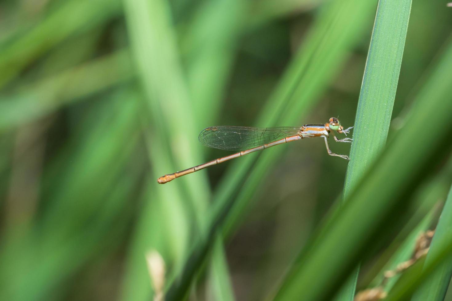 Zygoptera on a plant photo