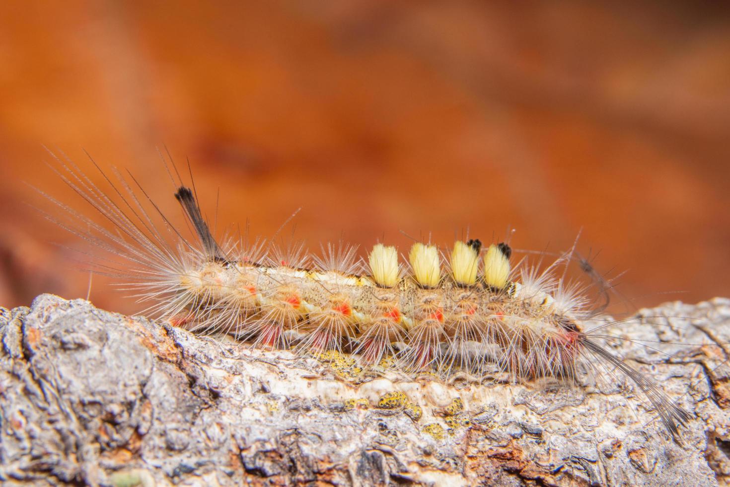 Worm on a branch photo