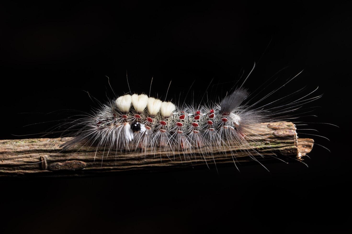 Worm on a branch photo