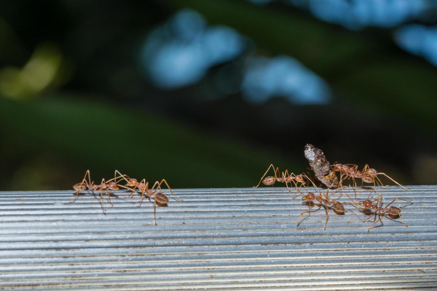 hormiga roja, foto de primer plano