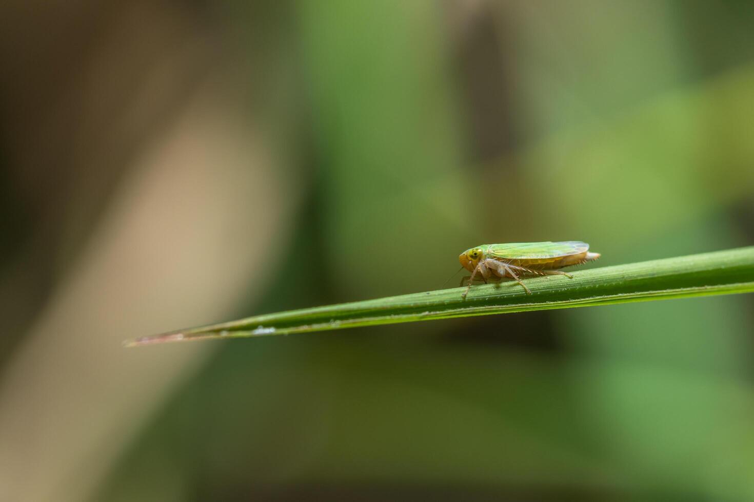 saltahojas en una planta foto