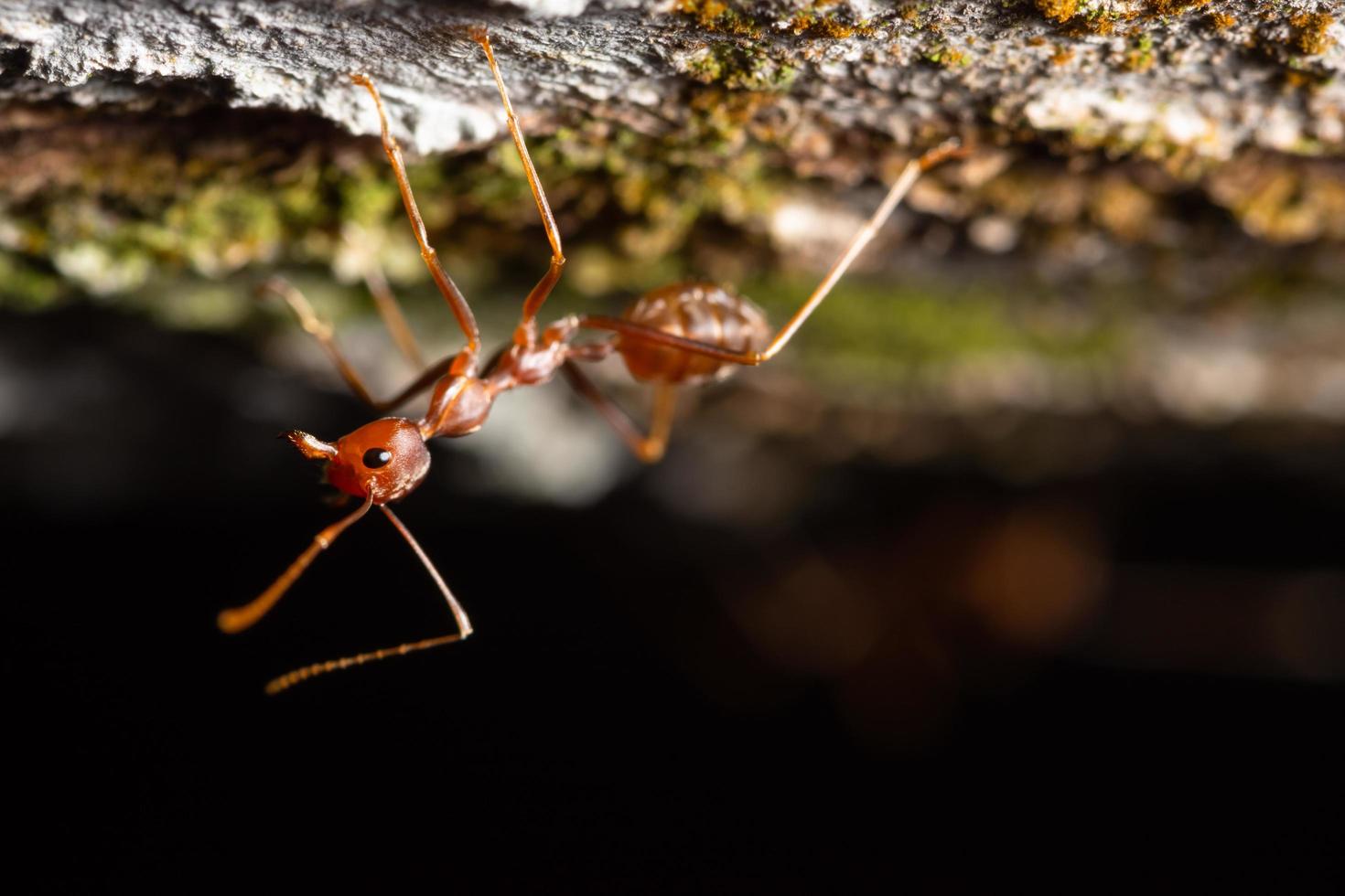 Ant on a branch photo