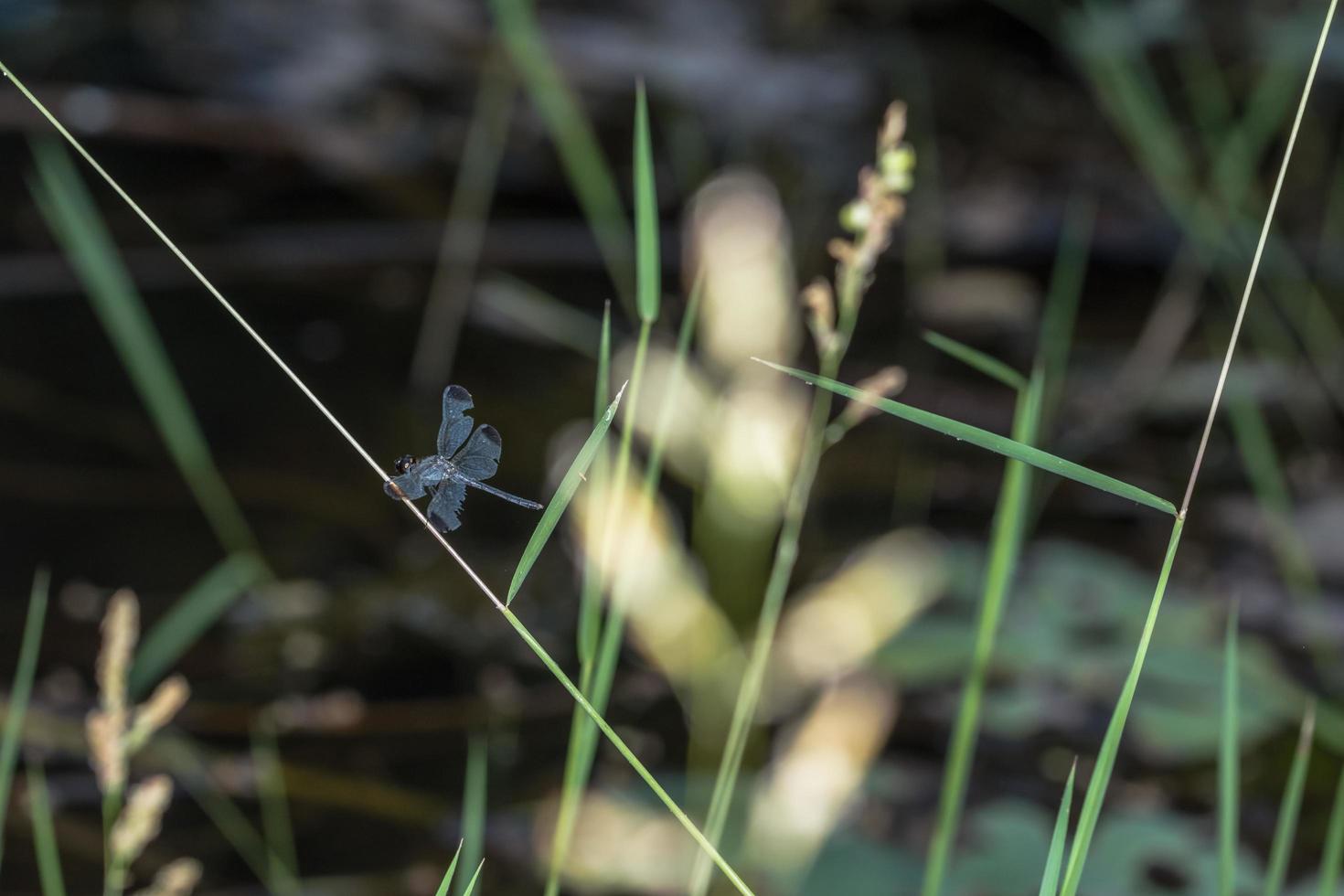 zygoptera en una planta foto