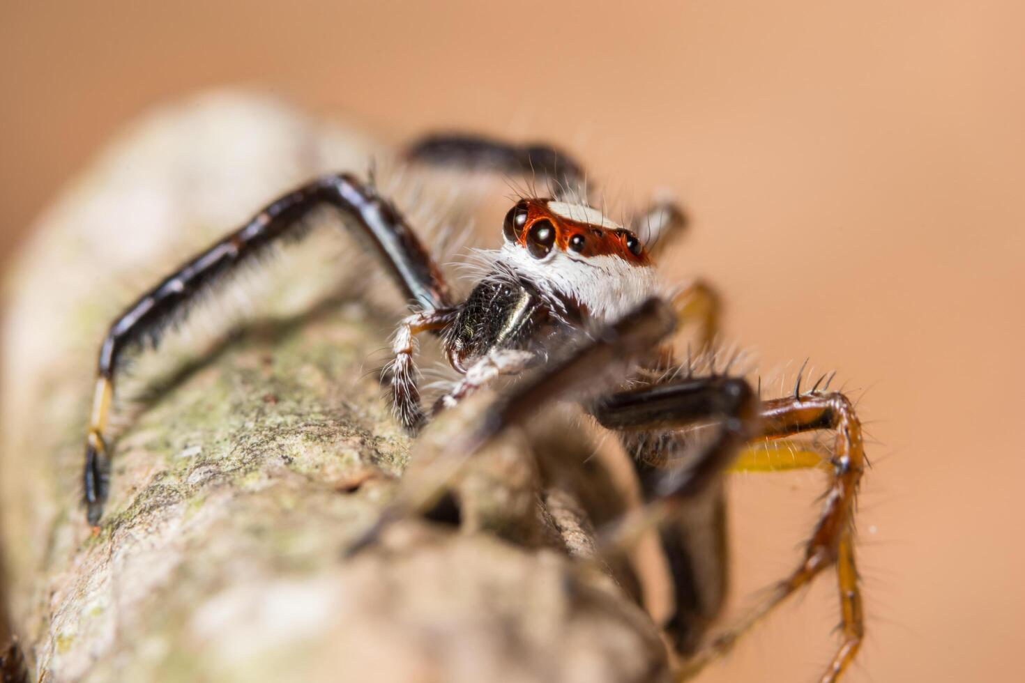 Spider on a tree photo