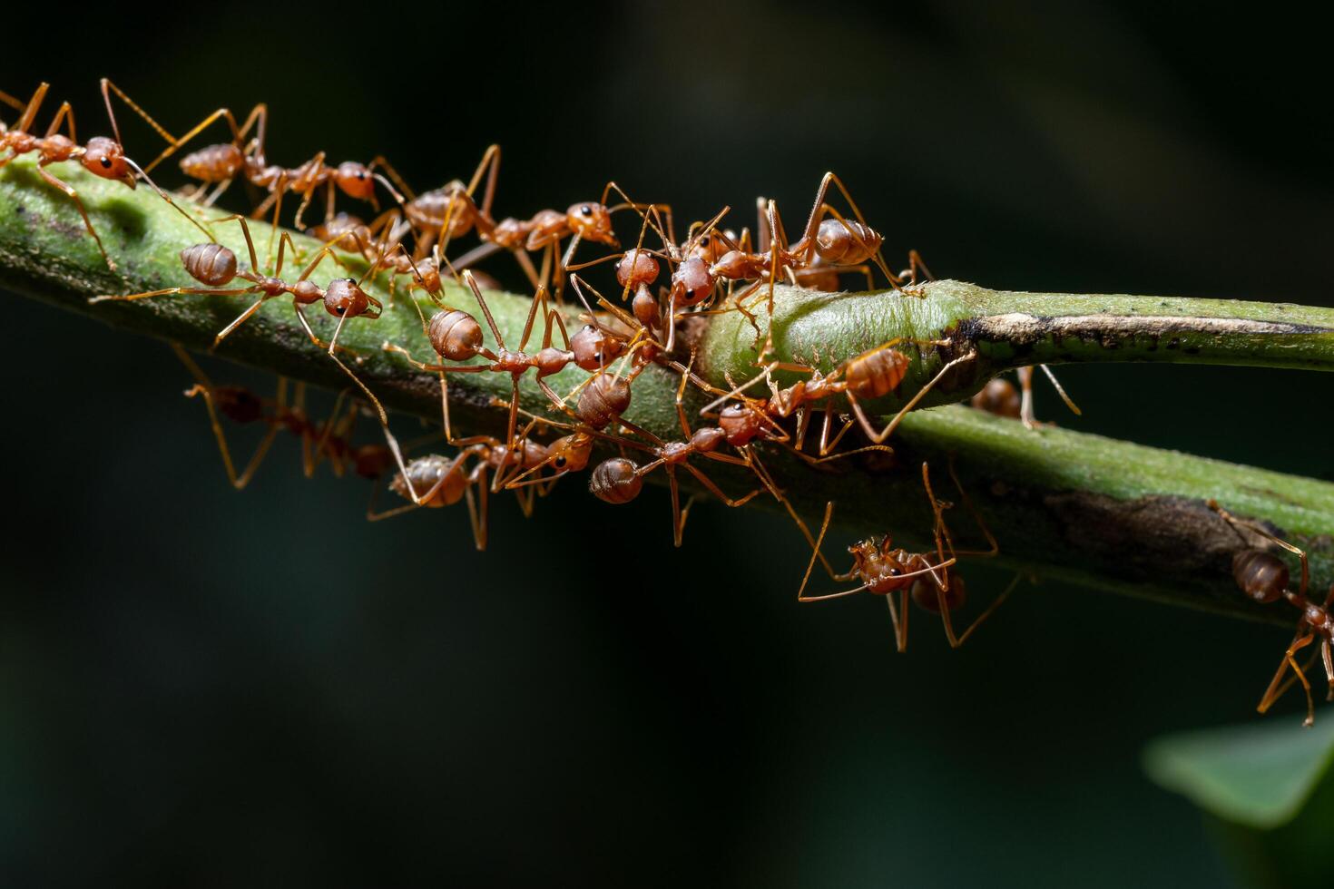 hormigas en una planta foto