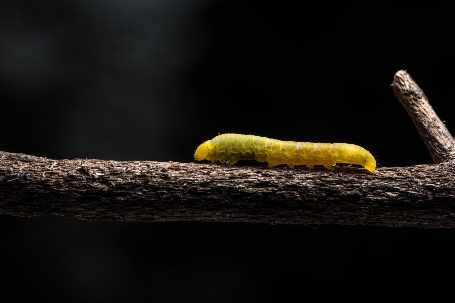 Worm on a branch photo