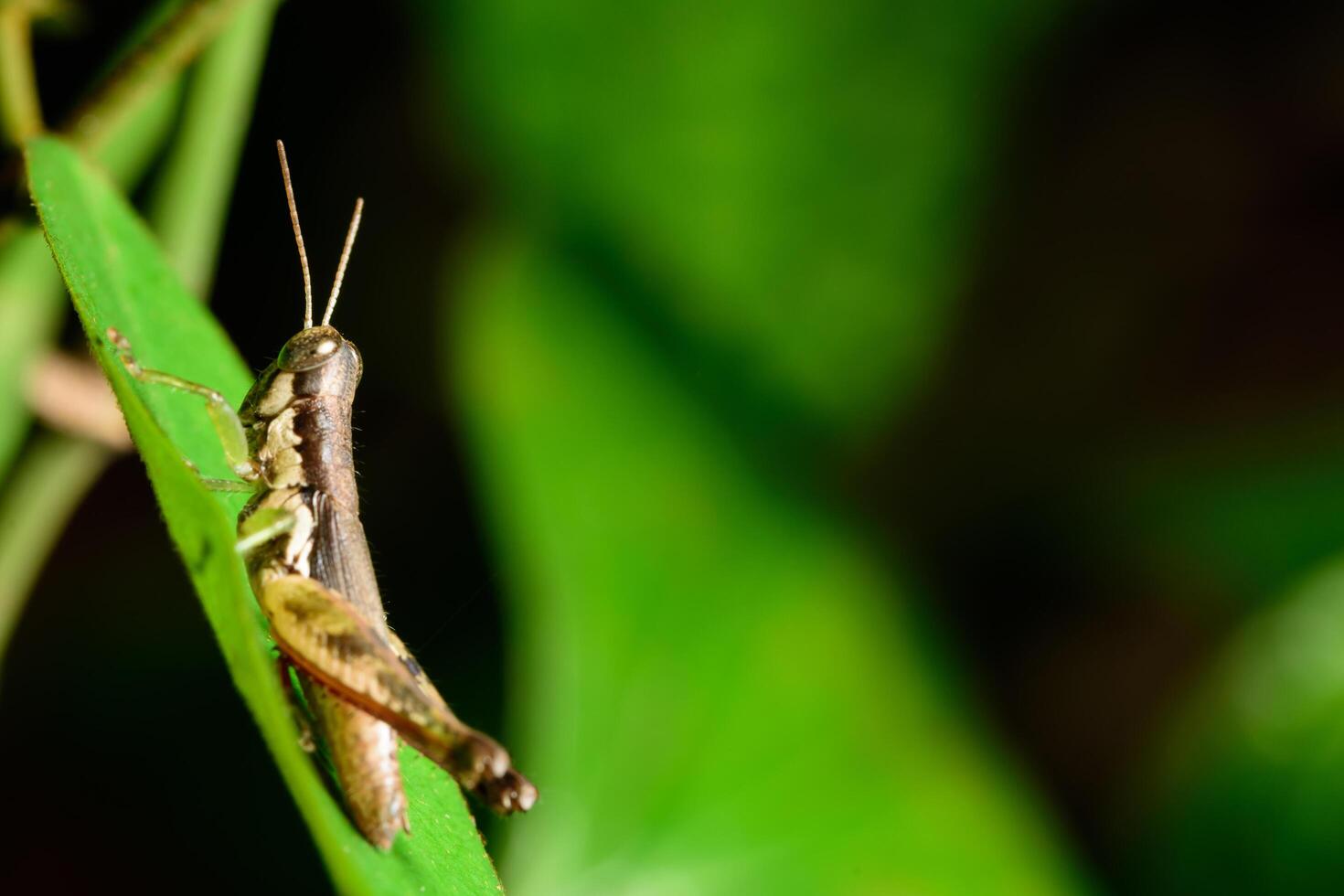 Grasshopper on a leaf, close-up photo