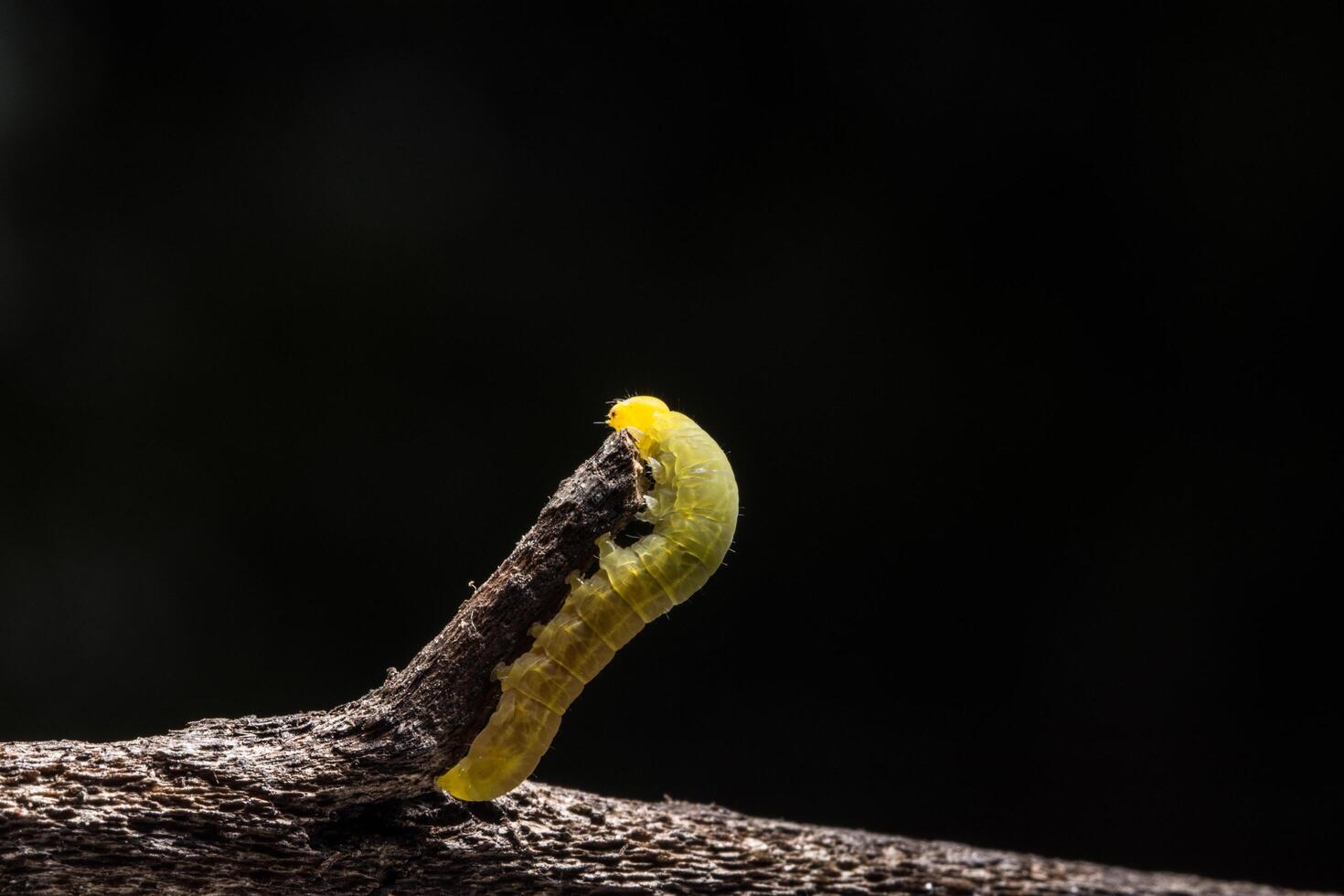 gusano en una rama foto