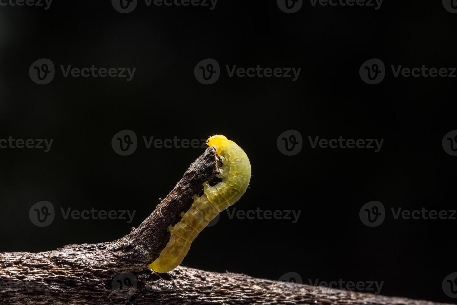 A caterpillar crawling on a branch photo