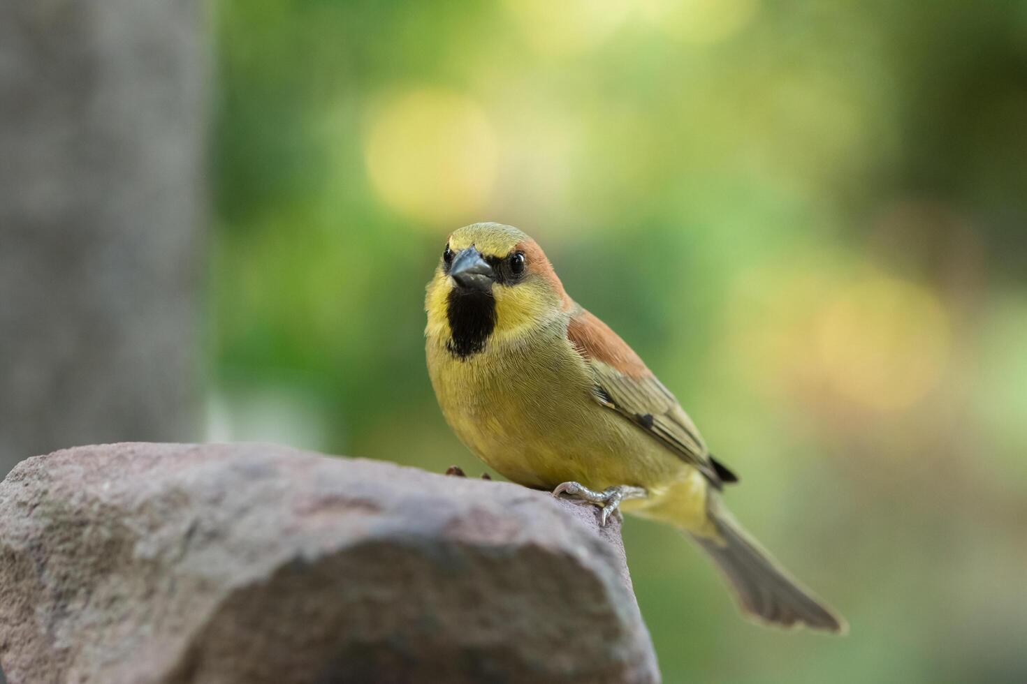 Bird on a rock photo