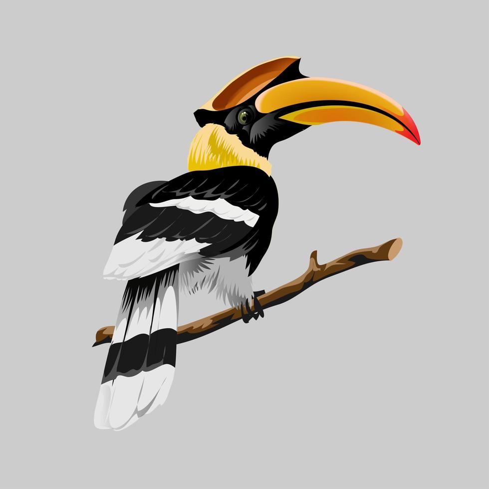 How to Draw a Hornbills - YouTube