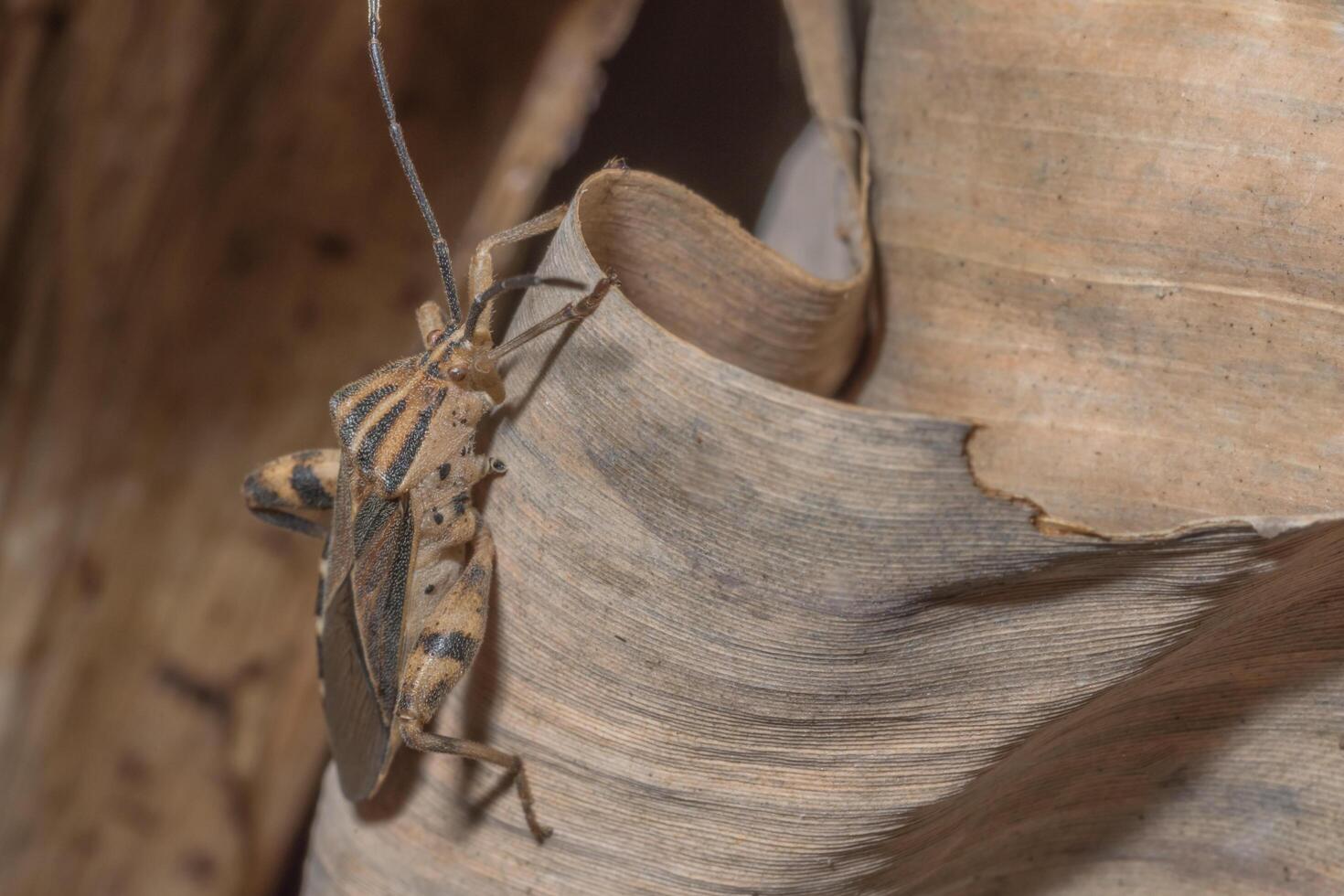 insecto hemiptera, primer plano foto