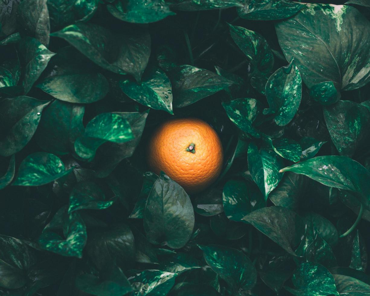 Top view of an orange in leaves photo