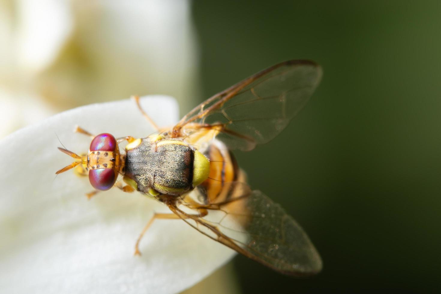 mosca de la fruta en una flor foto