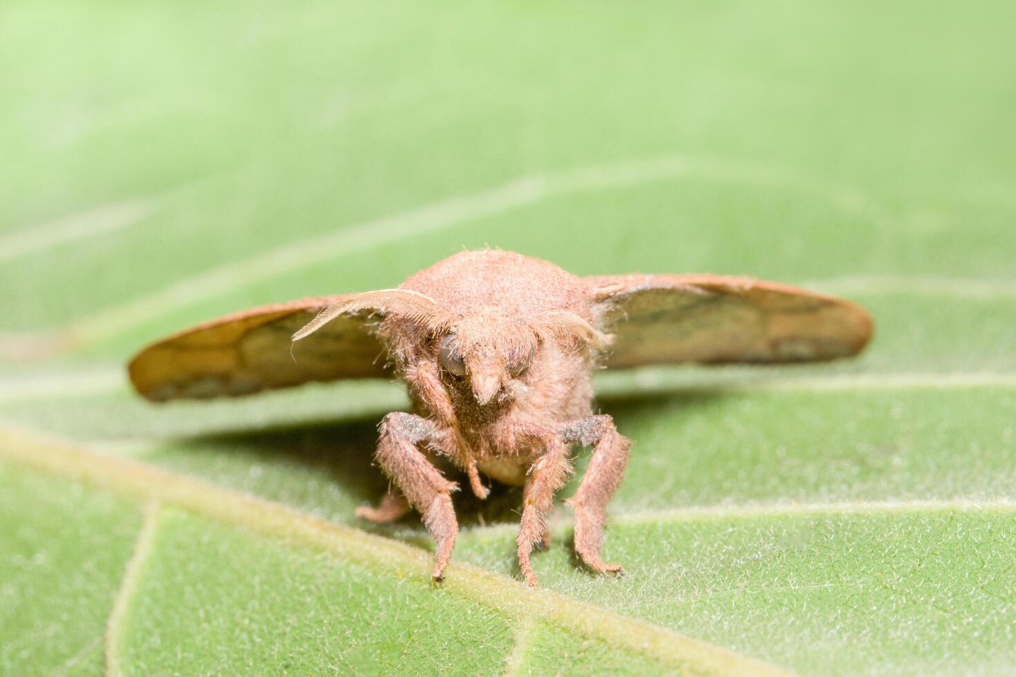 polilla en una hoja foto