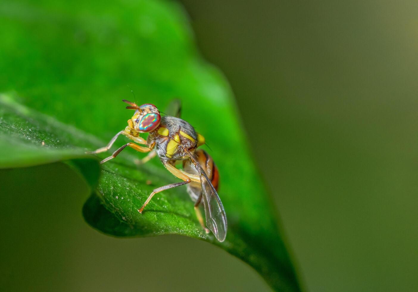 Fruit fly on a leaf photo
