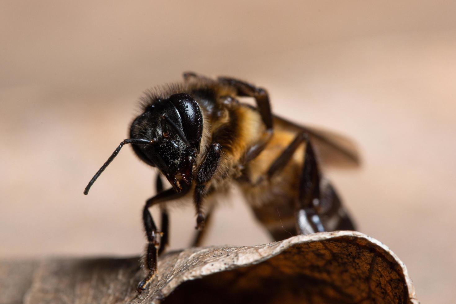 Bee on a leaf photo