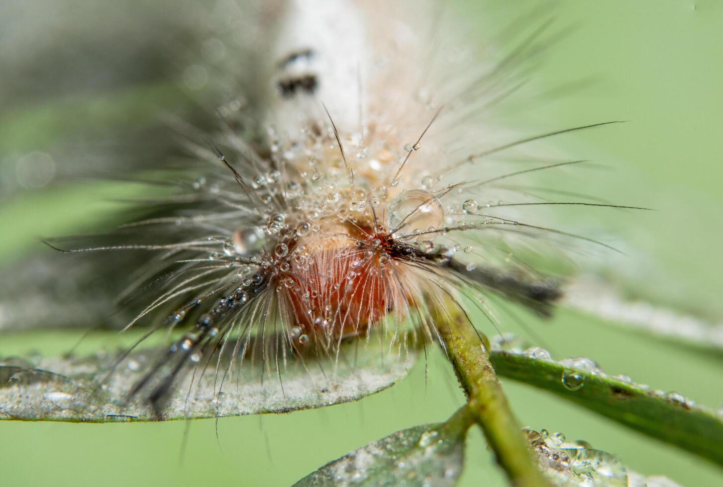 gusano en una planta foto