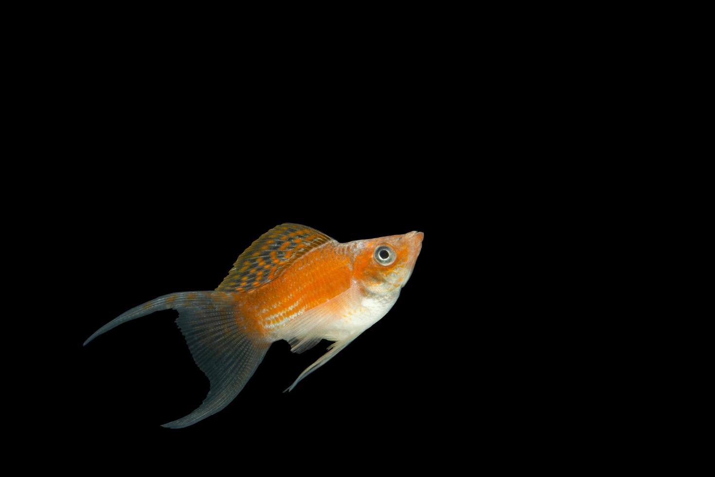 poecilia latipinna naranja sobre fondo negro foto