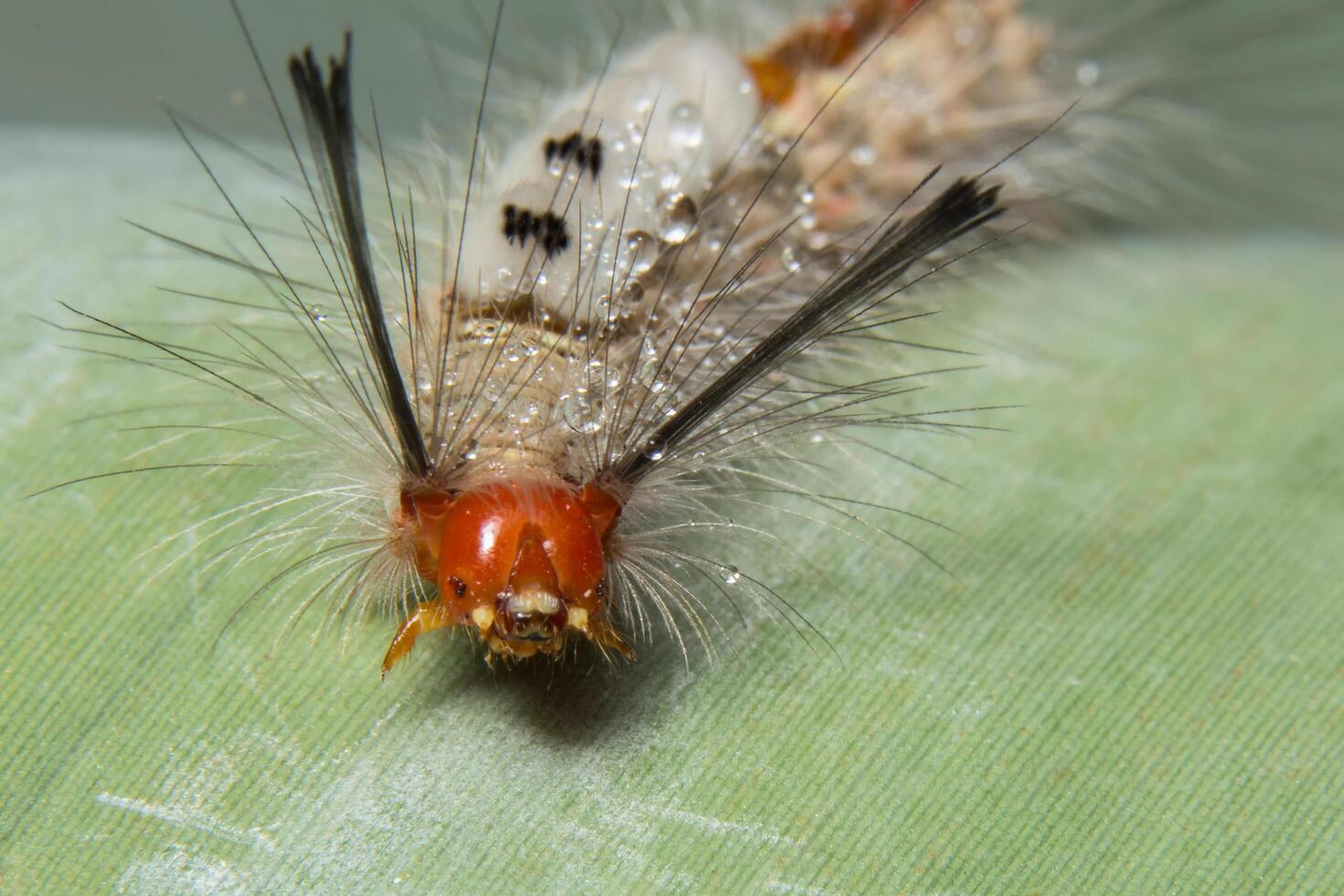 Worm on a leaf photo