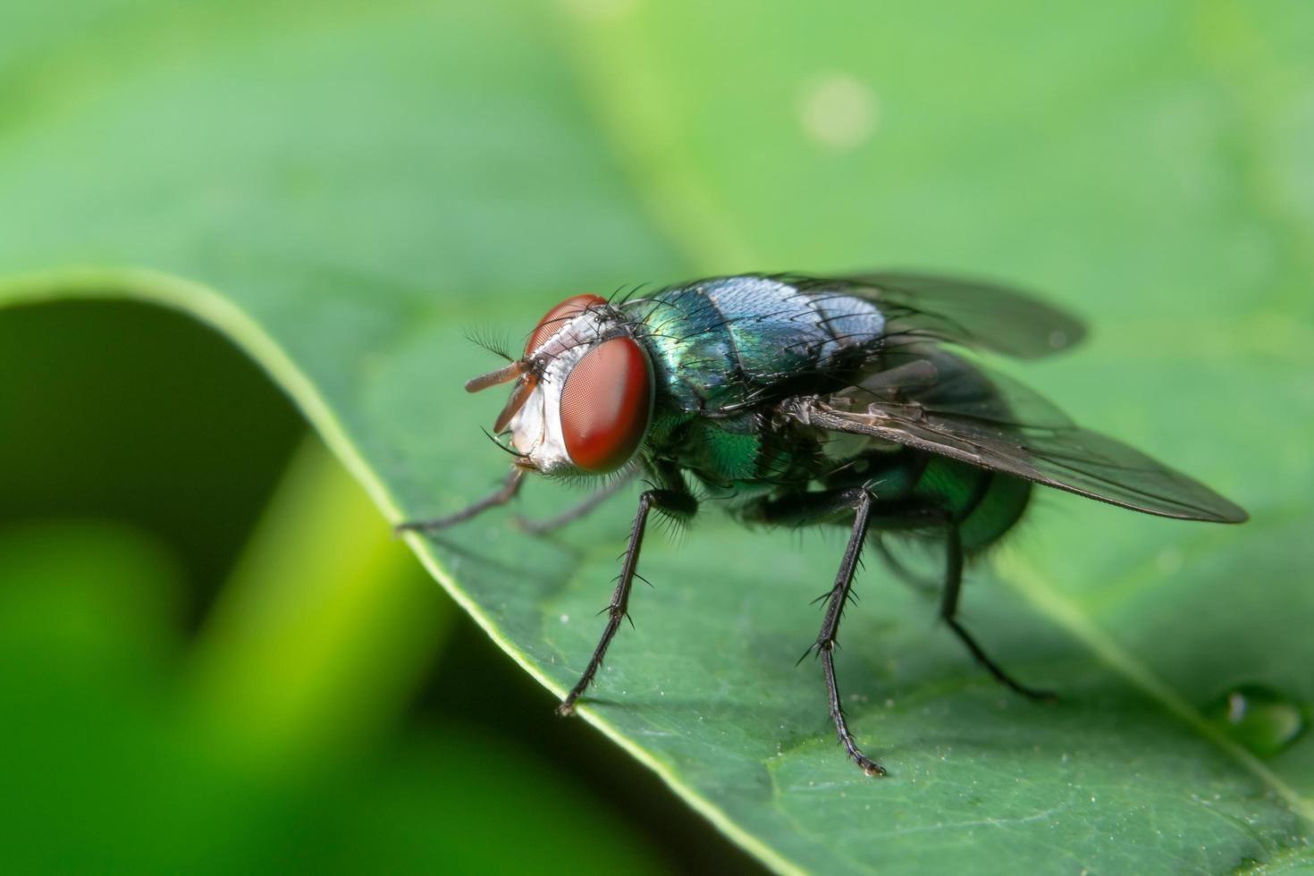 volar en una hoja foto