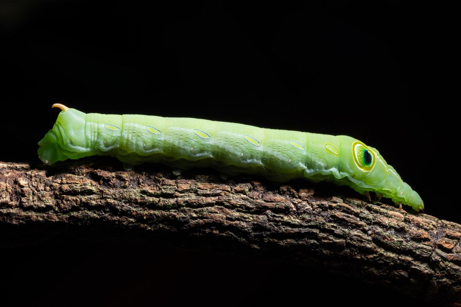 Green worm on a branch photo