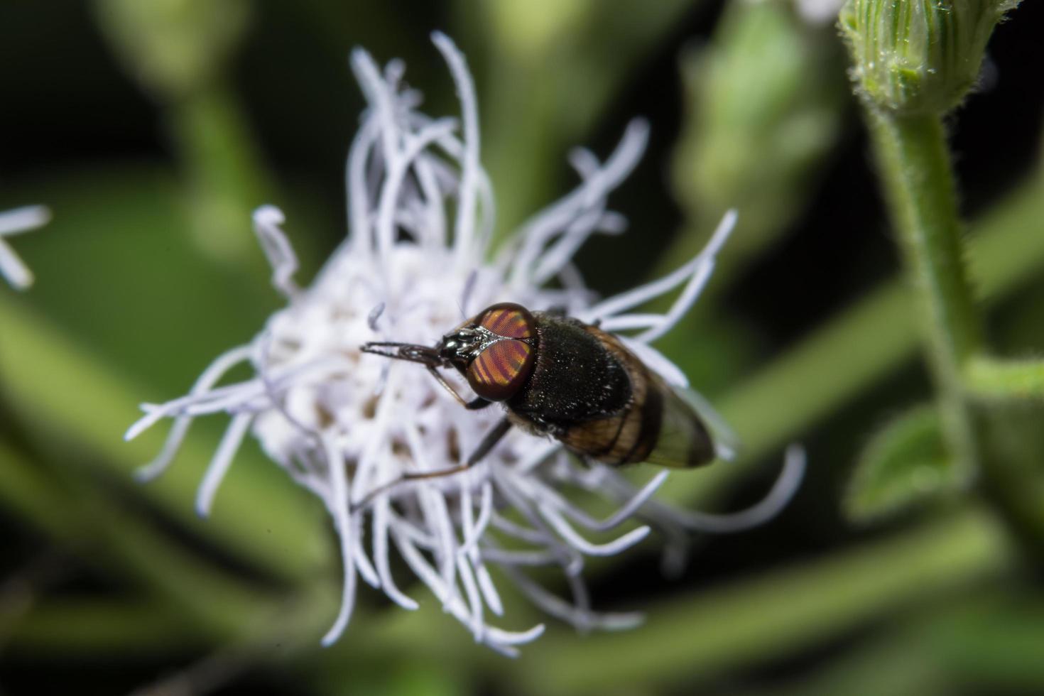 syrphidae en una flor foto