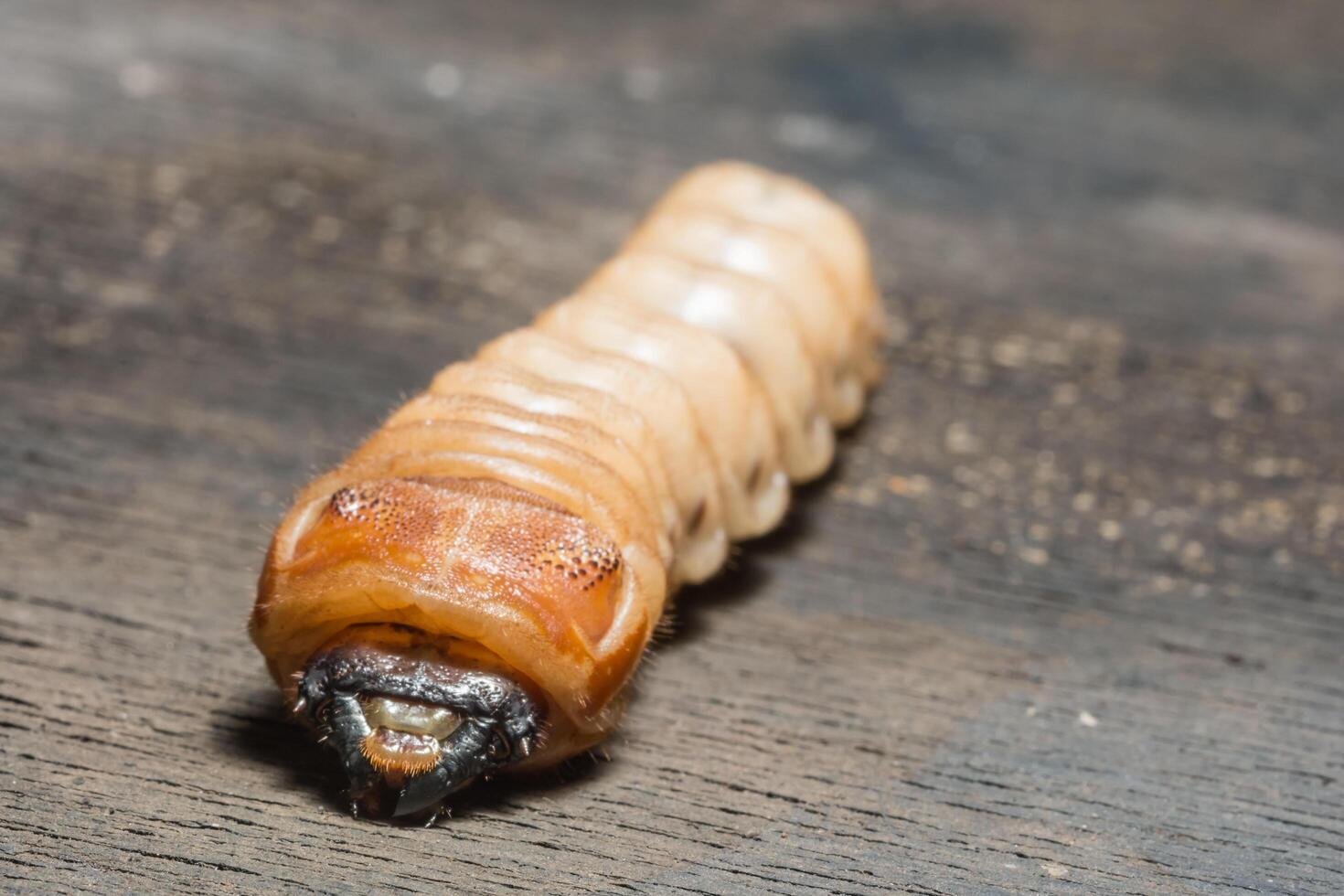Worm on a desk photo