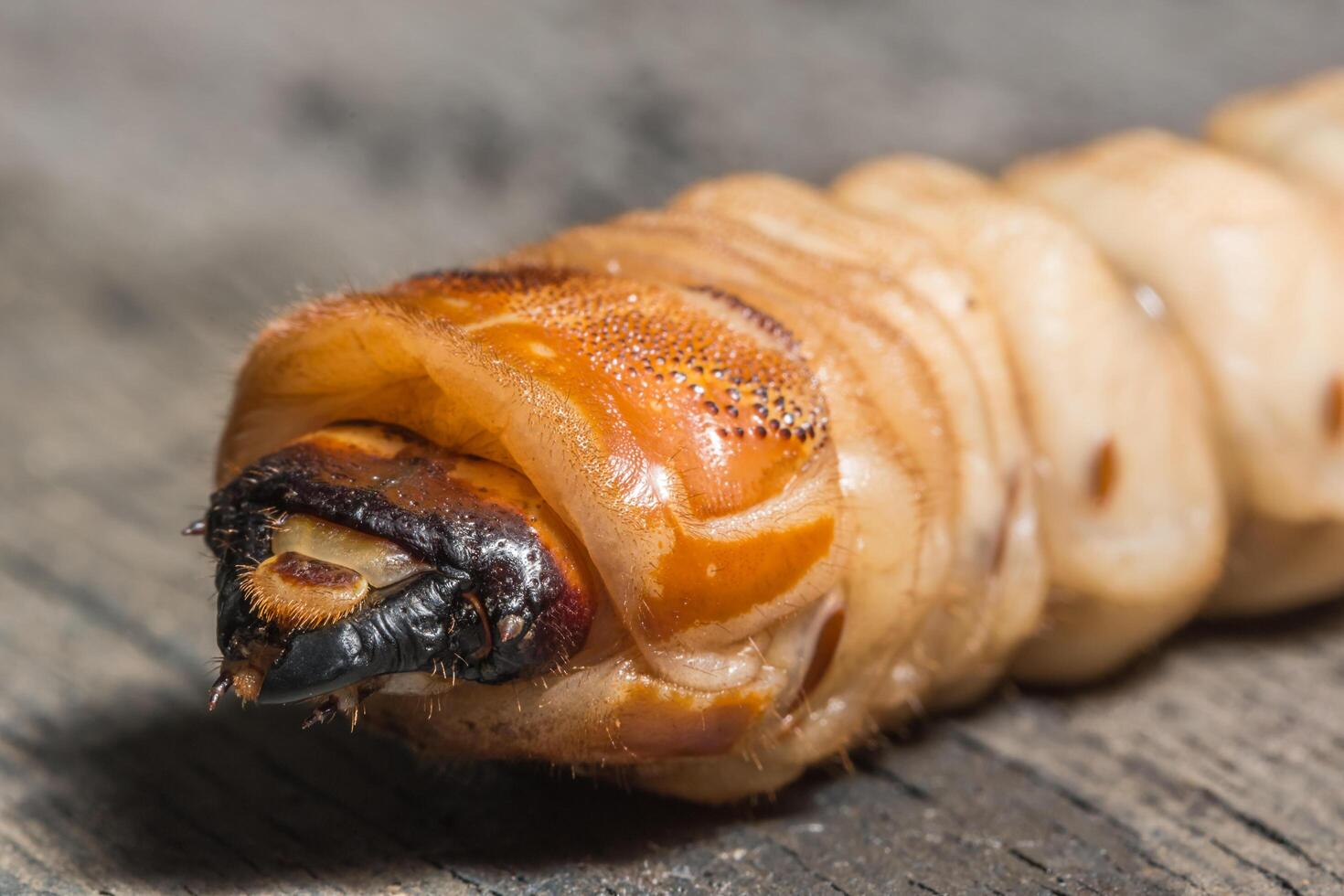 Worm on a desk photo