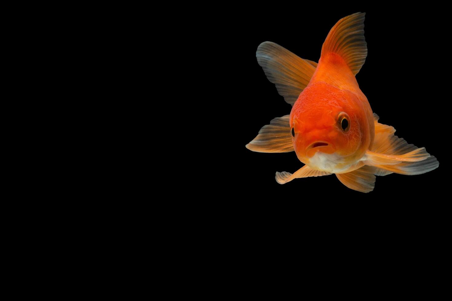 Goldfish on black background photo
