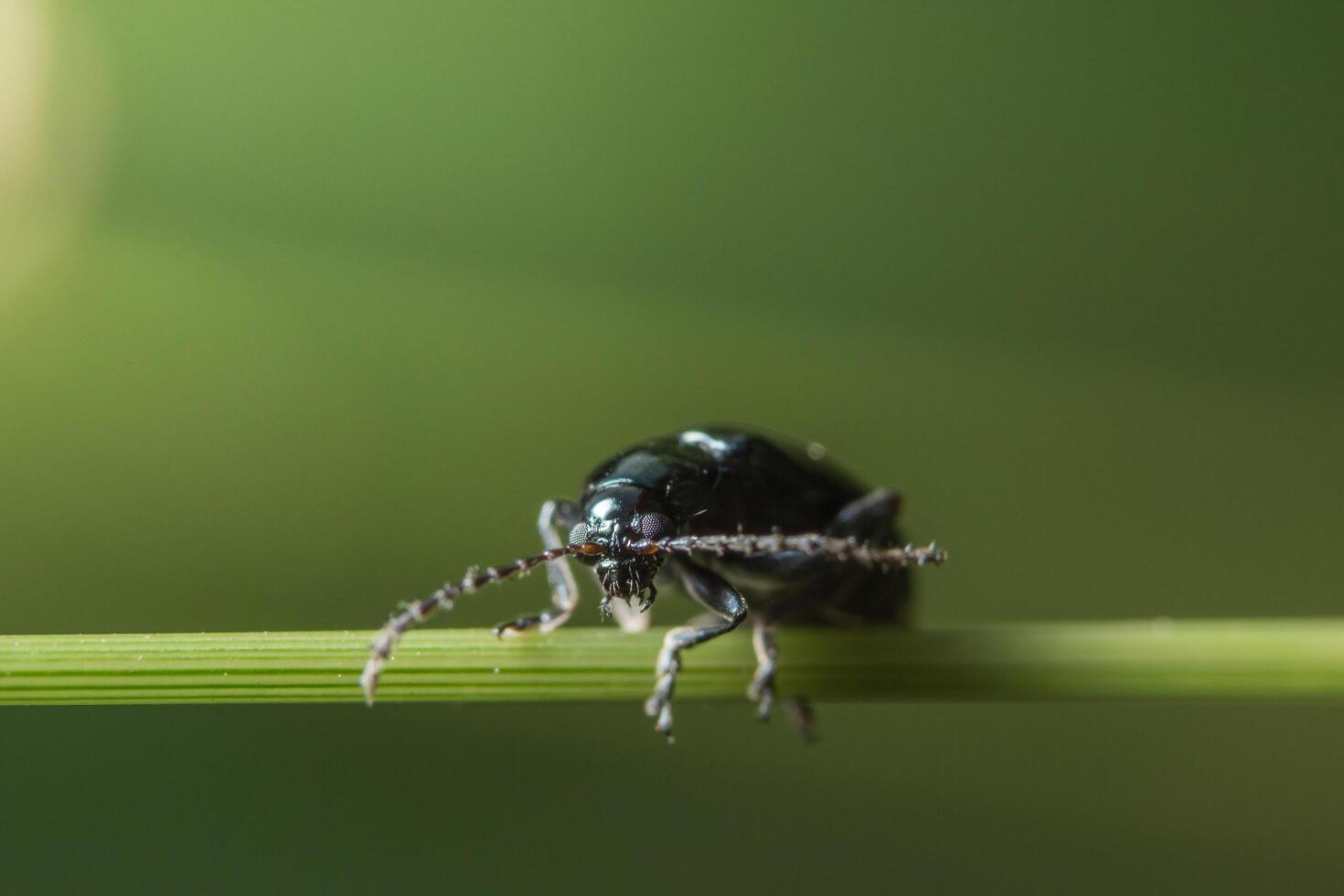 Insect on a plant photo