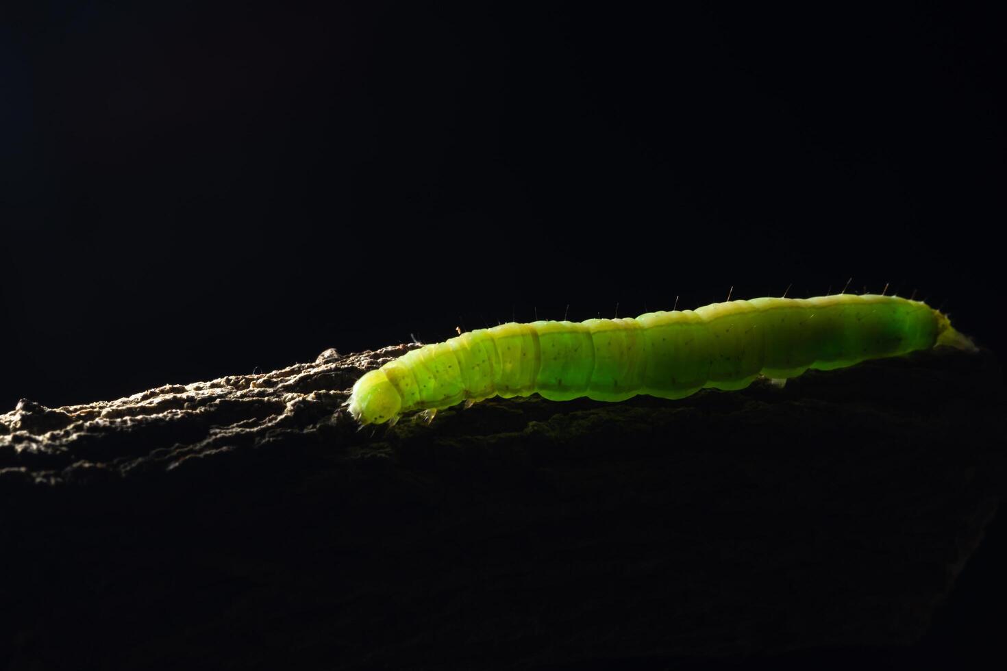 Worm on a branch photo