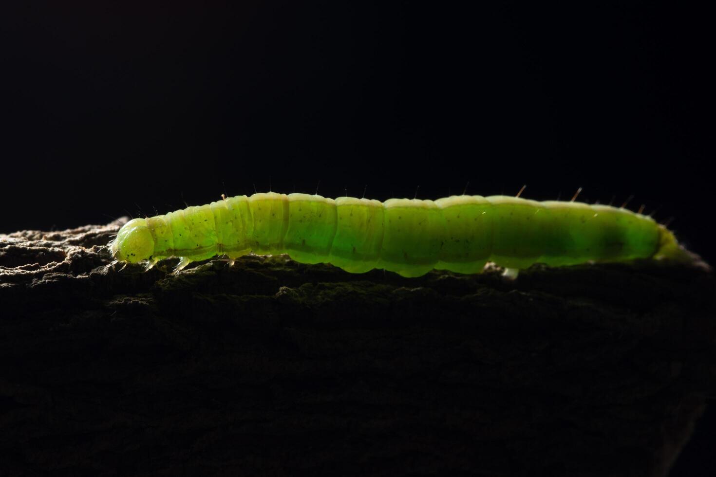 Green worm on a branch photo