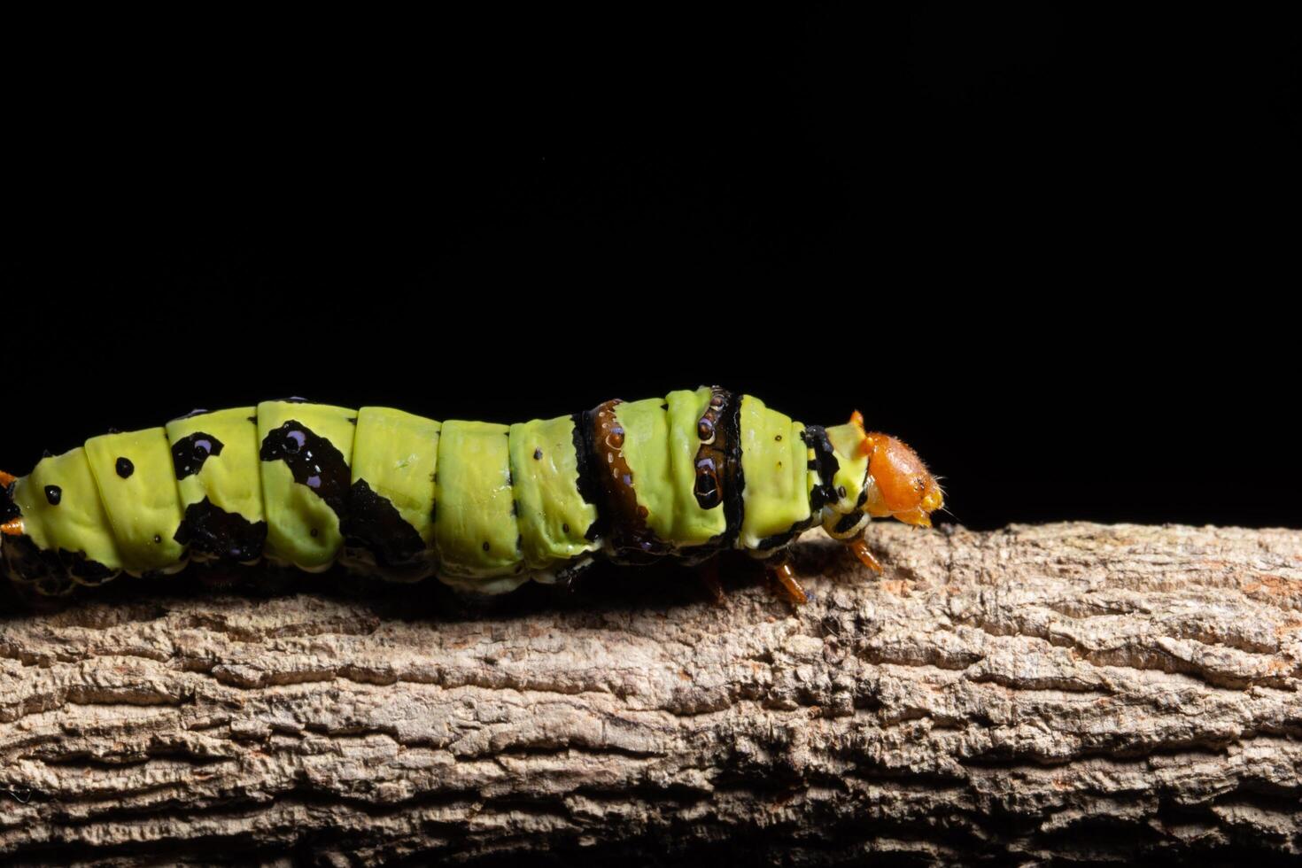 Green worm on a branch photo