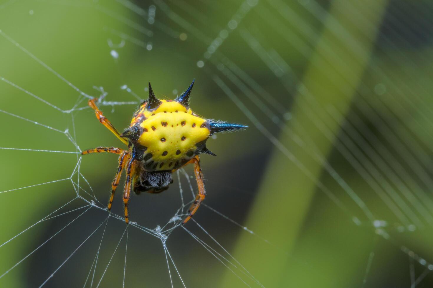 araña en la telaraña foto