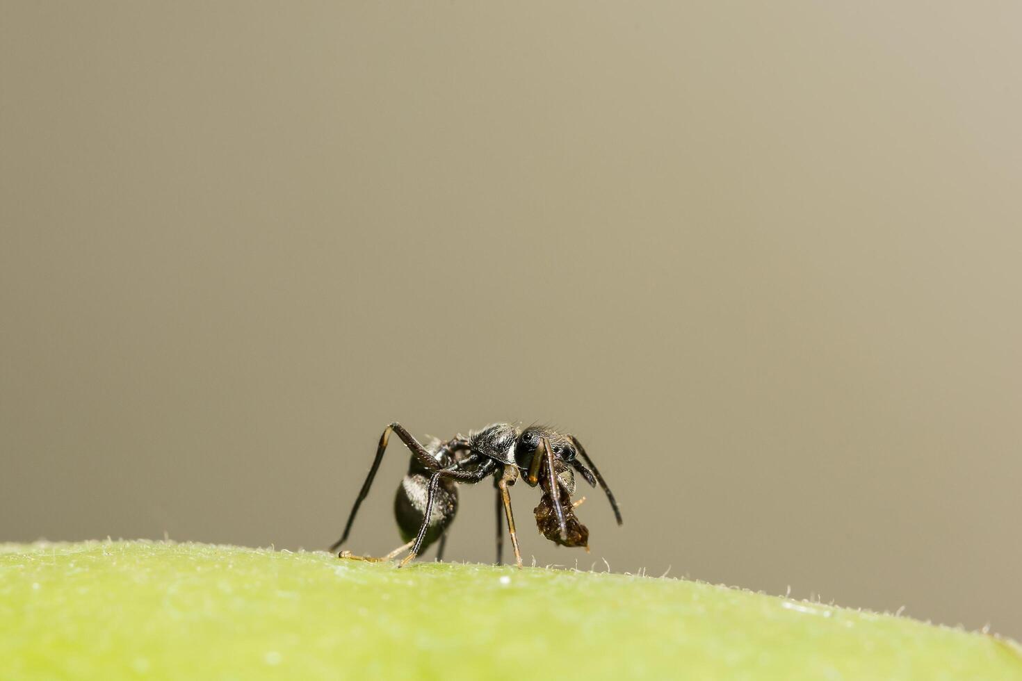 Giant ant-like jumping spider close-up photo