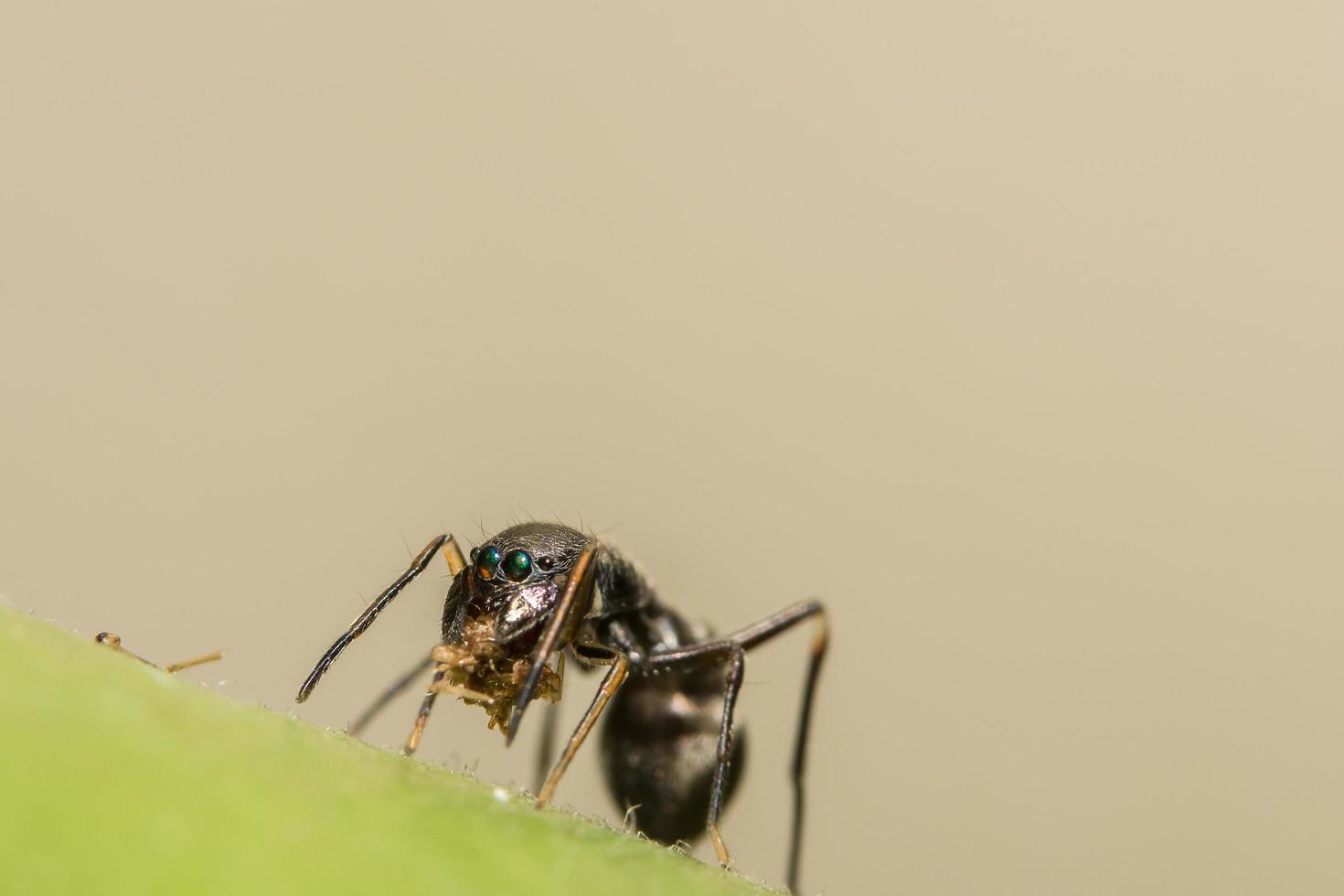 Primer plano de una araña saltarina parecida a una hormiga gigante foto